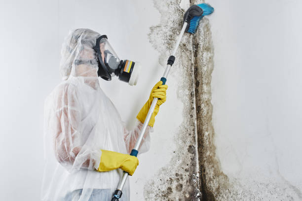 Kutztown University, PA Mold Inspection, Removal & Remediation Company